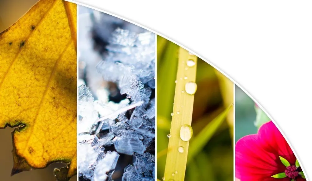 Best Season for Tree Removal: Timing Your Project