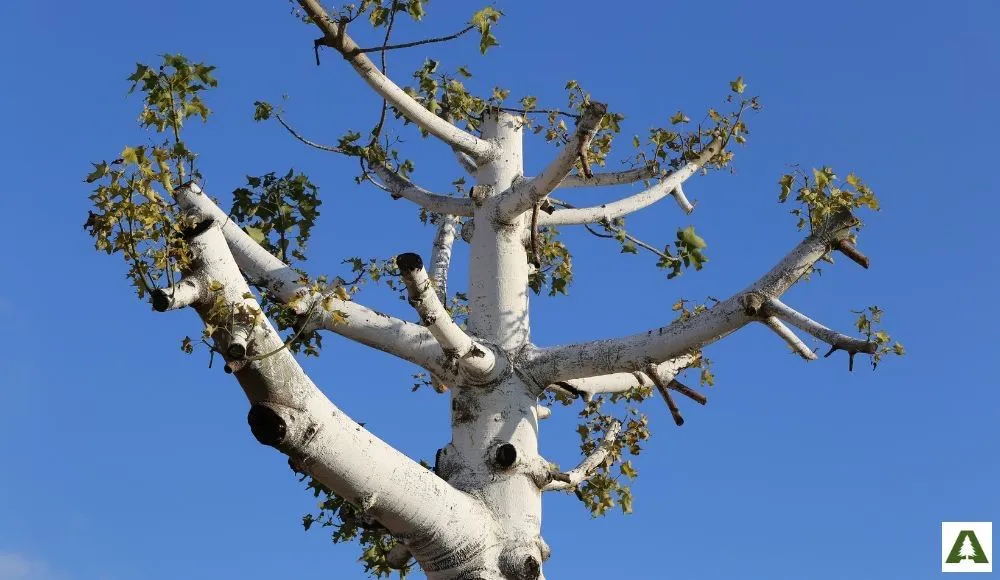 Why You Should Never Top a Tree