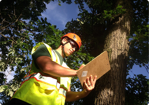 Arbor Max tree service team