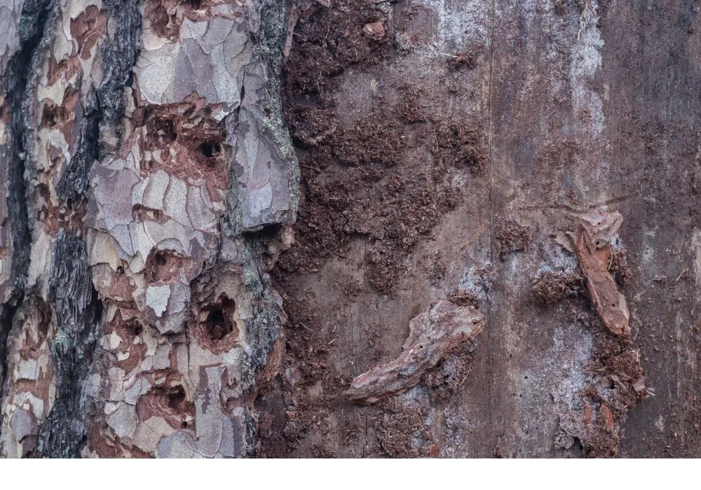 5 Common Tree and Shrub Pests and Diseases in Pennsylvania