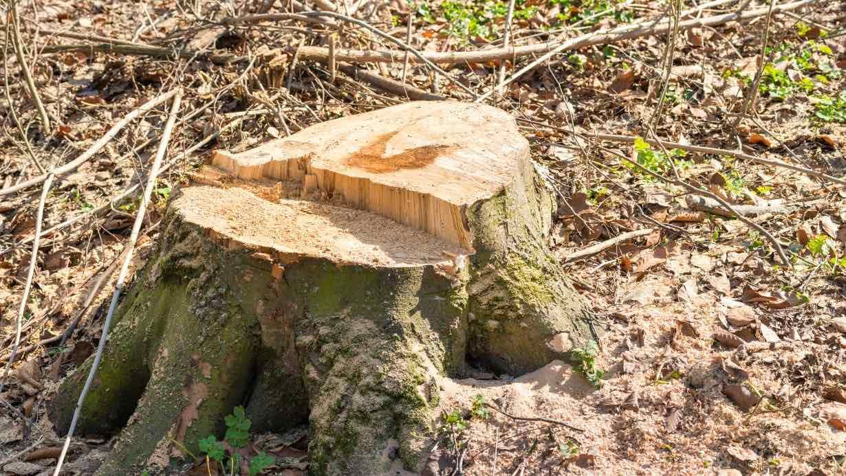 Get help with stump grinding