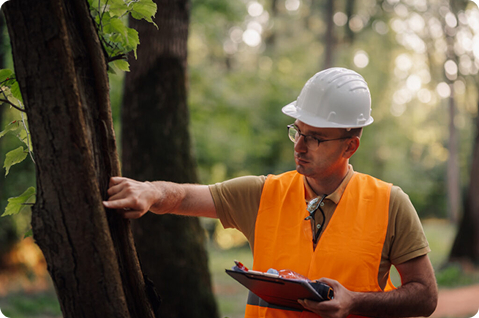 Tree Evaluation