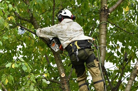 Tree Trimming & Pruning
