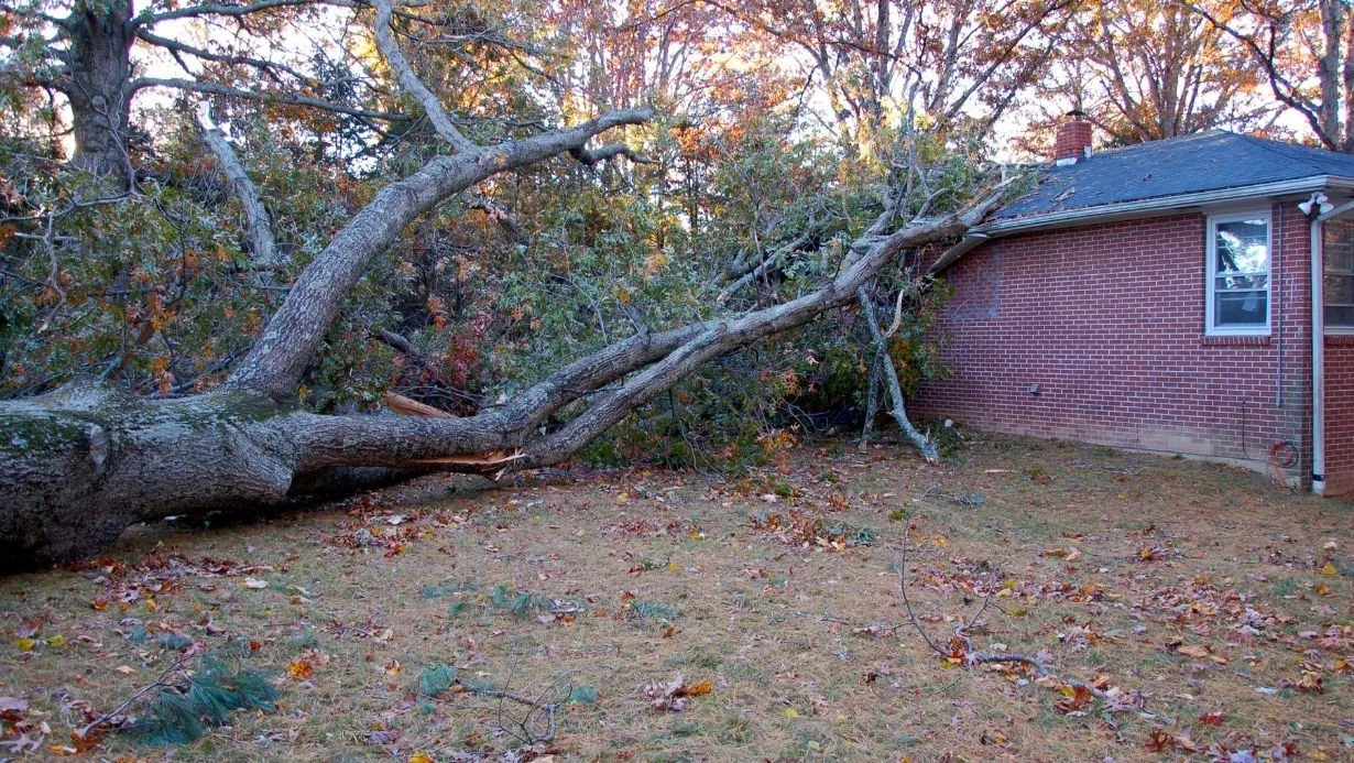 Protect Your Home From Falling Trees