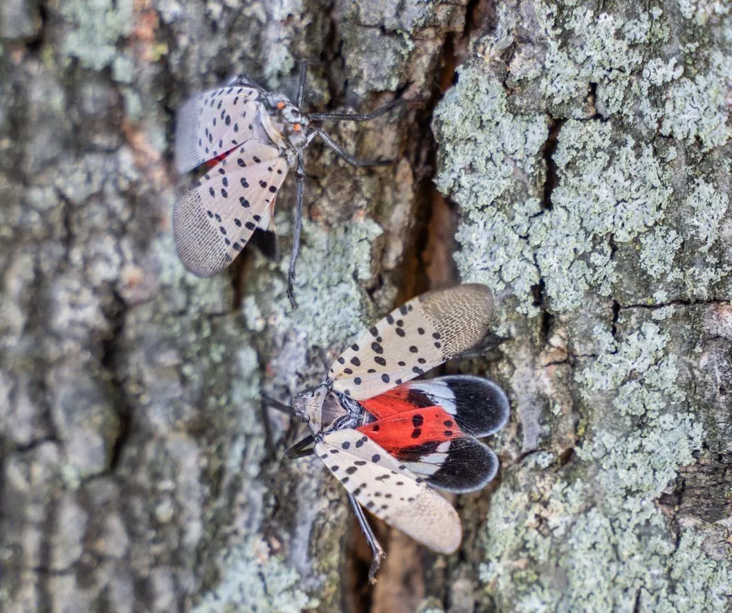Can Spotted Lanternflies Kill Your Tree?