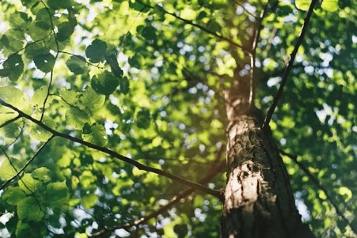 Tree Pruning Tips