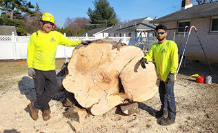 Tree Removal