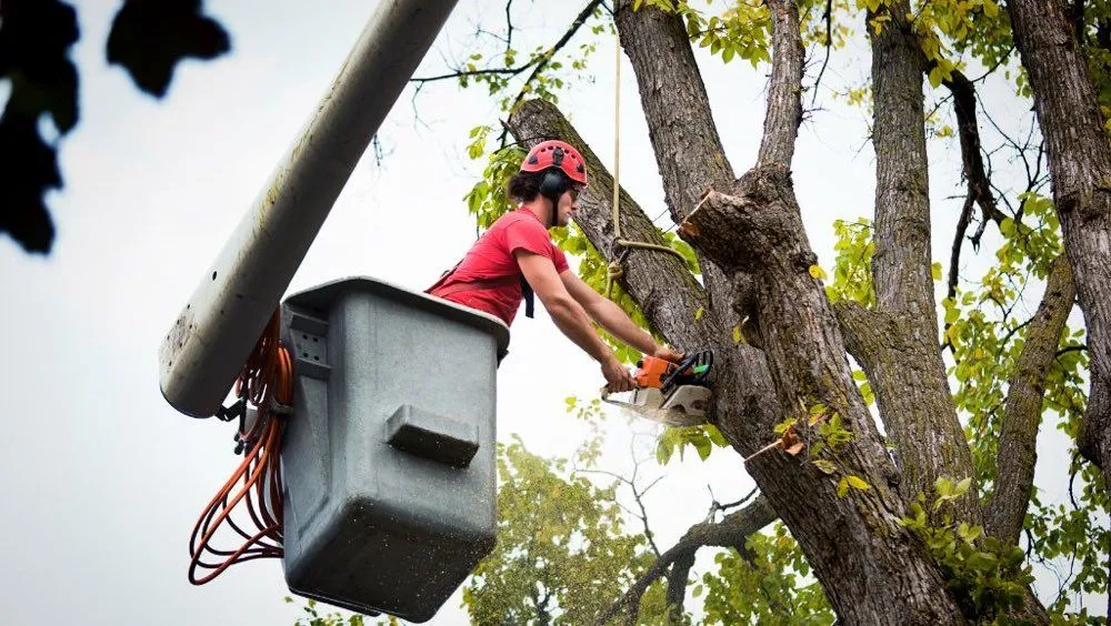 Tree Removal Company in Berks County