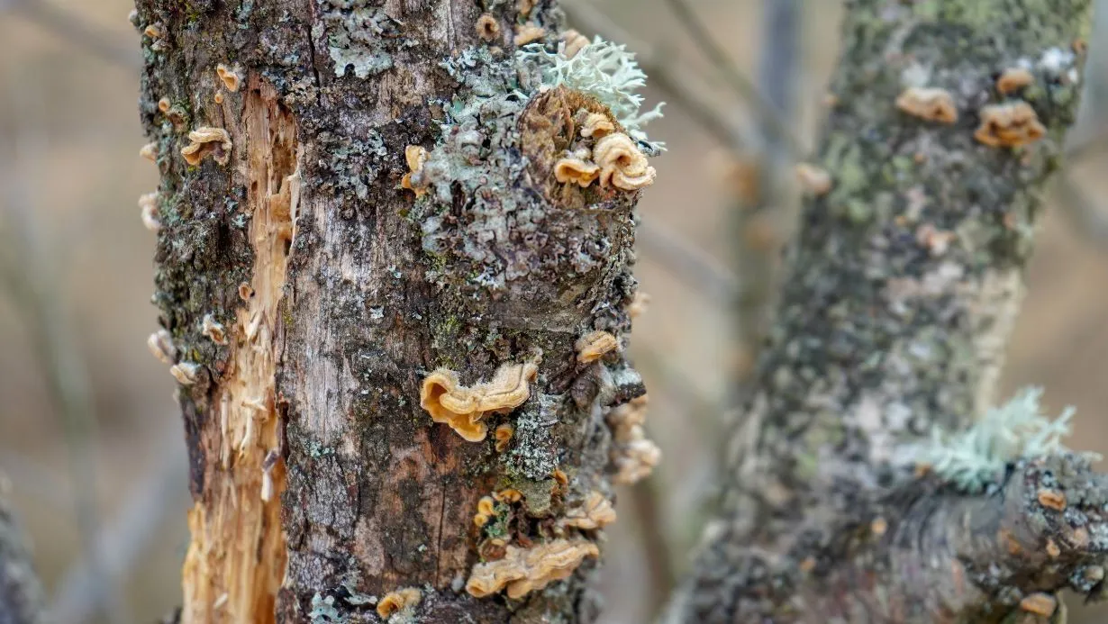 Tree Removal Signs and Symptoms