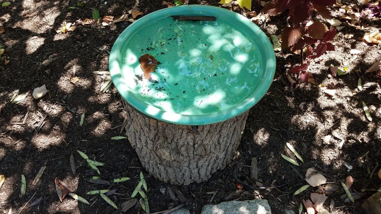 Clever Ideas For Tree Stumps