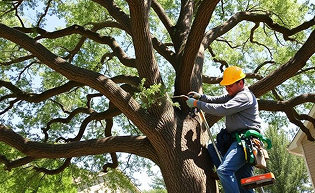 Tree Trimming & Pruning