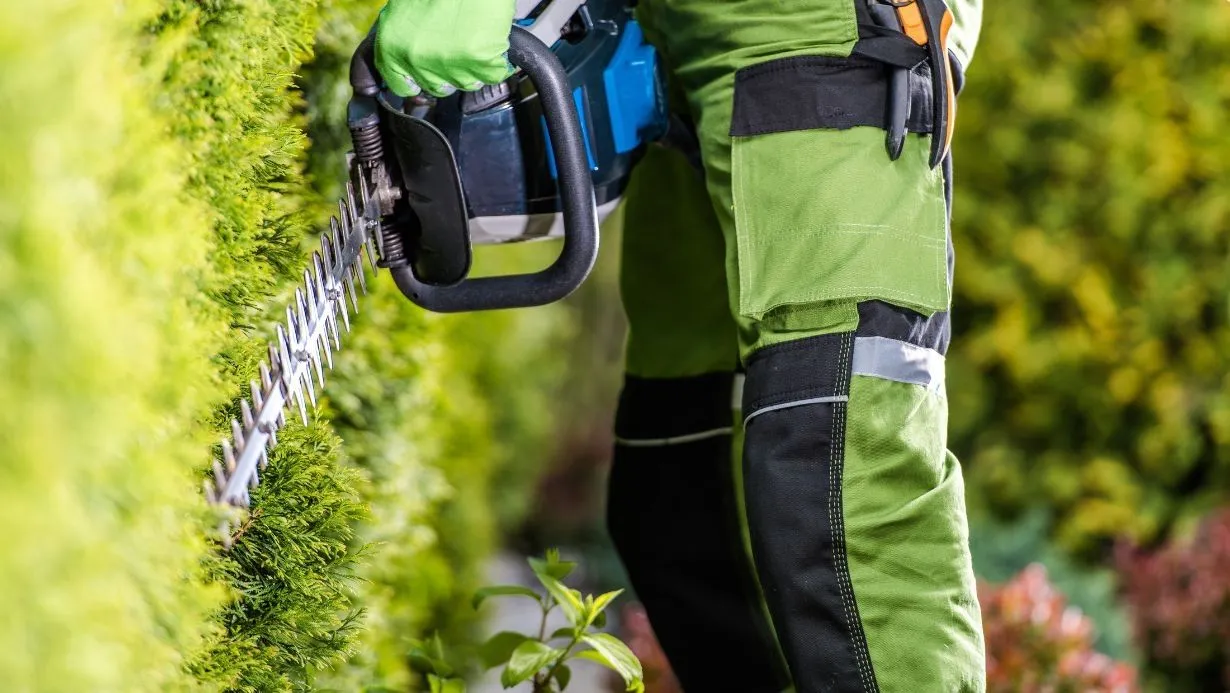 Tree and Shrub Pruning