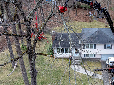 Tree Service in Sinking Spring, PA