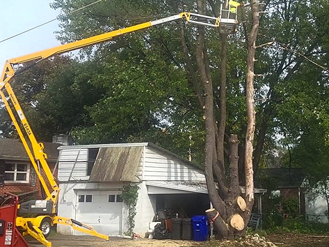 Tree Service in Boyertown, PA