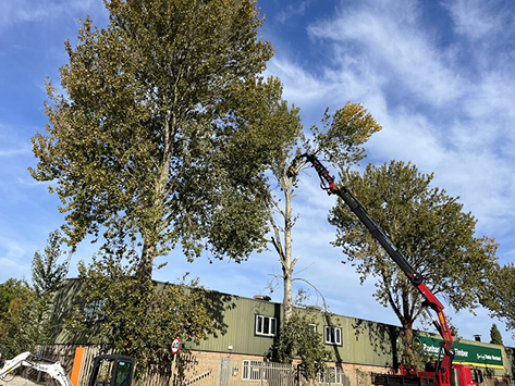 Tree Service in Bernville, PA