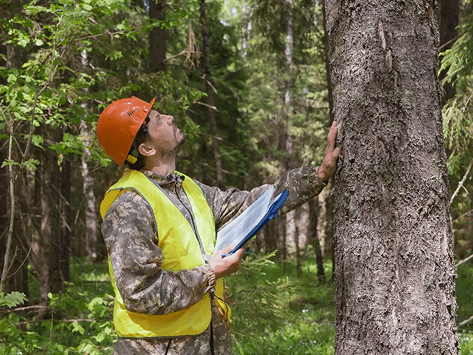 Tree Evaluation in Sinking Spring, PA