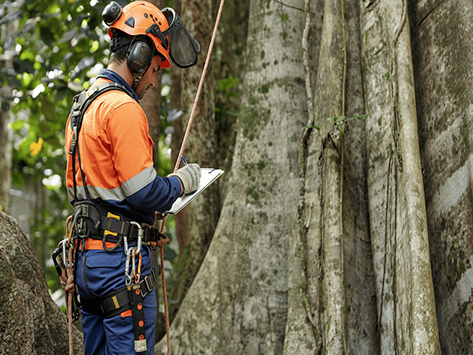 Tree Evaluation in Boyertown, PA
