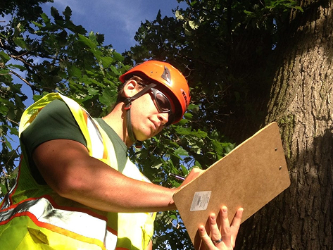 Tree Evaluation in Fleetwood, PA