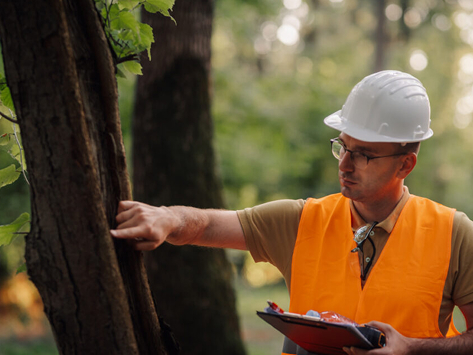 Tree Service in Douglassville, PA