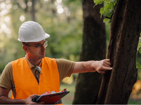 Tree Service in Bernville, PA