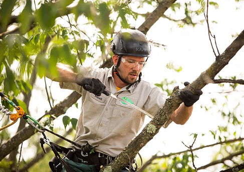 Tree Trimming & Pruning