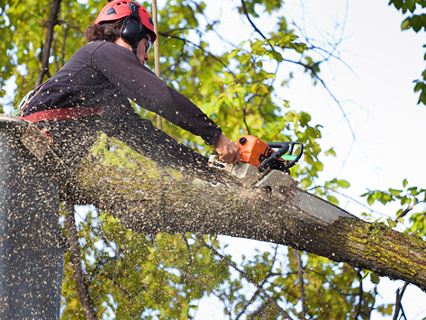 Tree Removal in Douglassville, PA