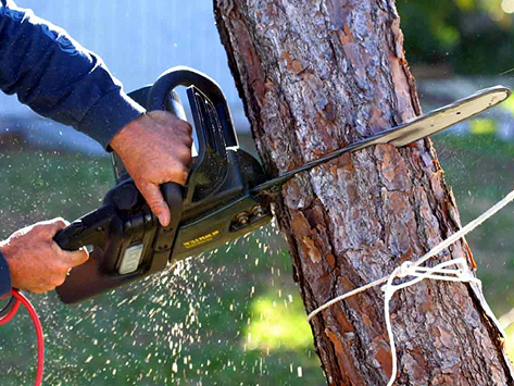 Tree Removal in Bernville, PA