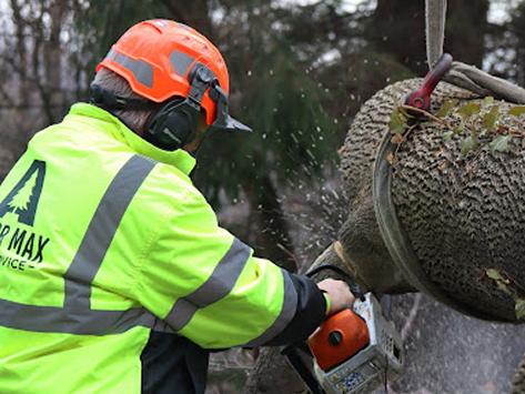 Tree Service in Sinking Spring PA