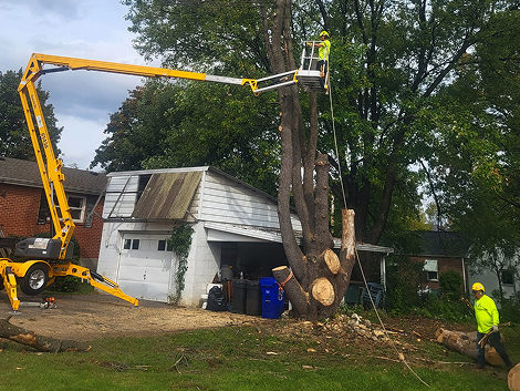 Tree Removal Service in Fleetwood, PA