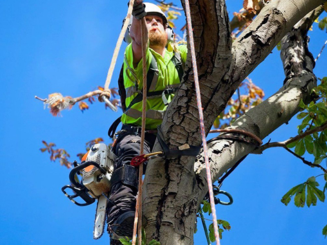 Tree Service in Sinking Spring, PA
