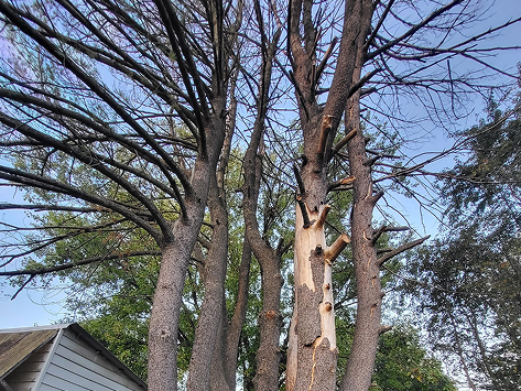 Tree Service in Douglassville