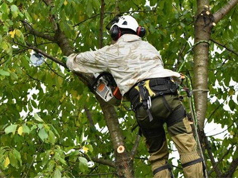 Tree Service in Boyertown, PA