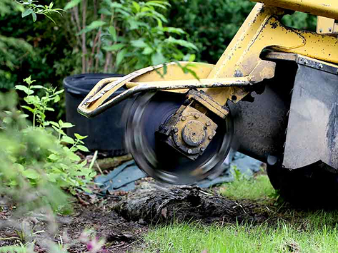 Stump Grinding in Sinking Spring, PA