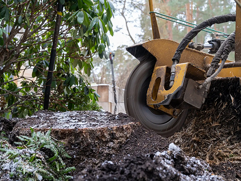 Stump Grinding Services in Bernville, PA