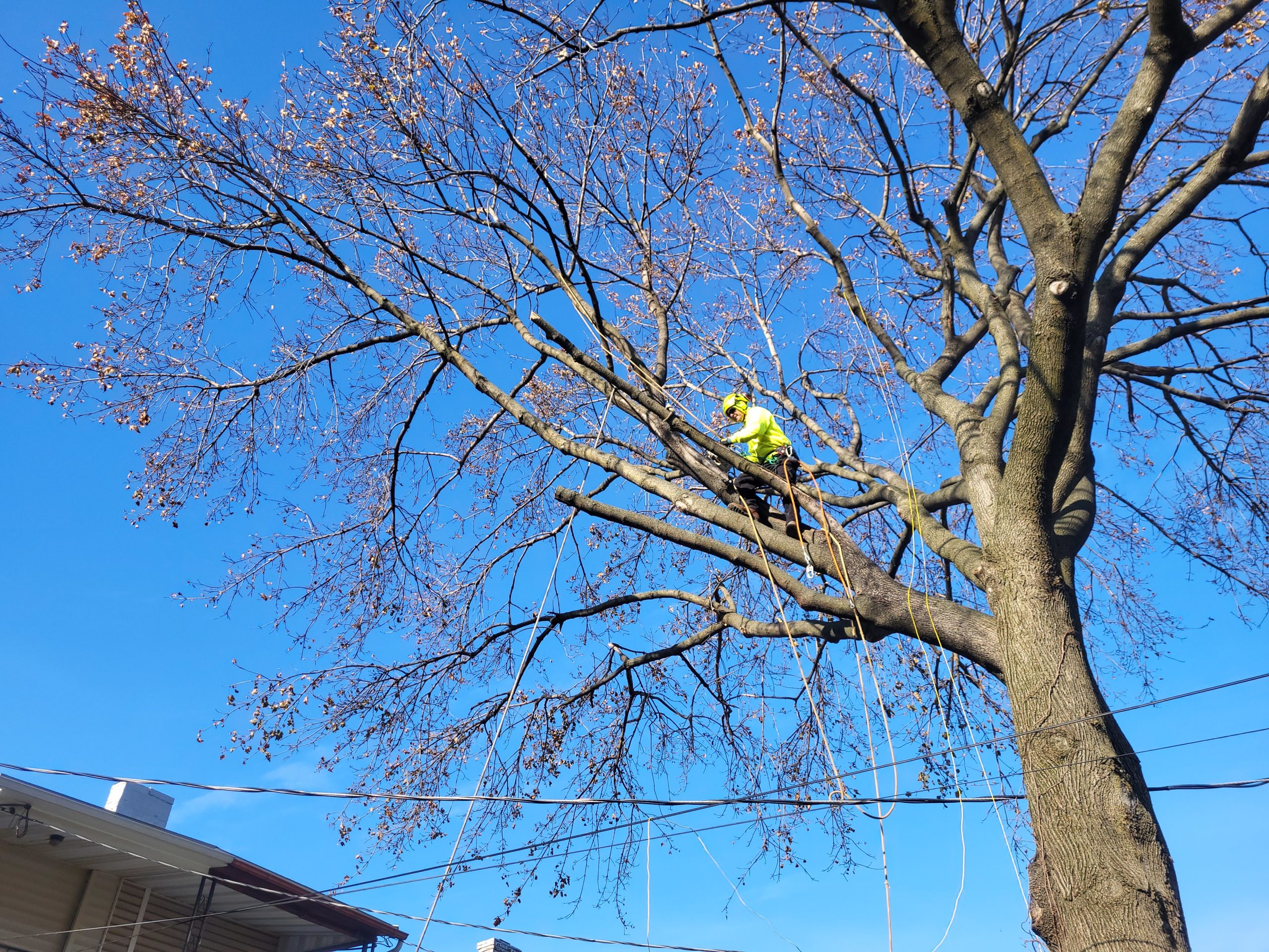Tree Pruning & Trimming Service in Berks County