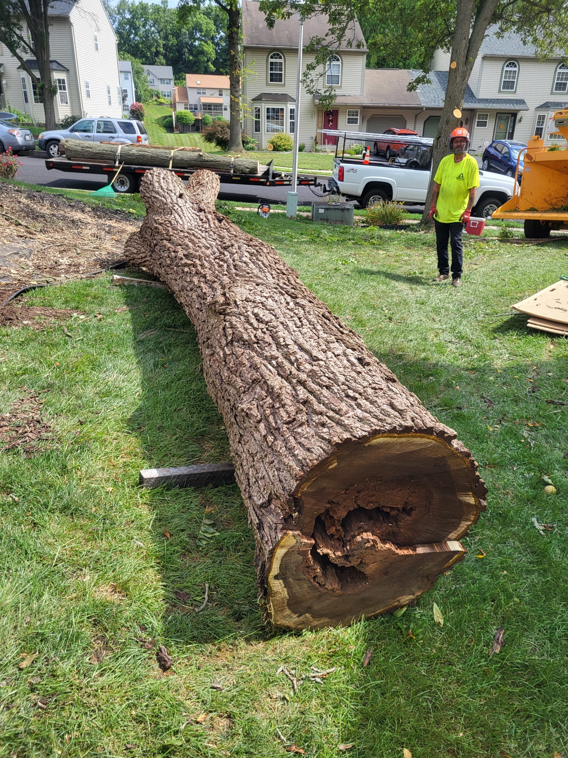 Tree Removal Services in Berks Wyomissing