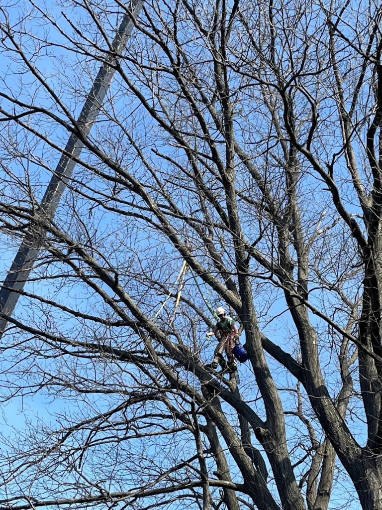 Tree Removal and Stump Grinding in Berks County