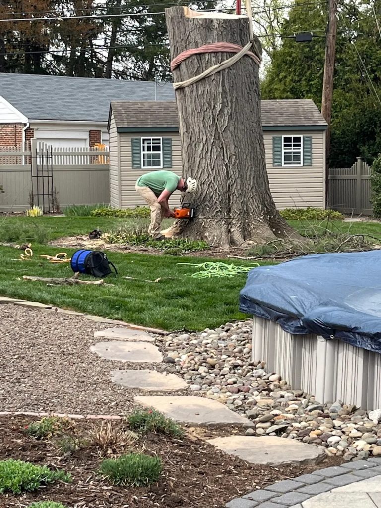 Tree Removal and Stump Grinding in Berks County