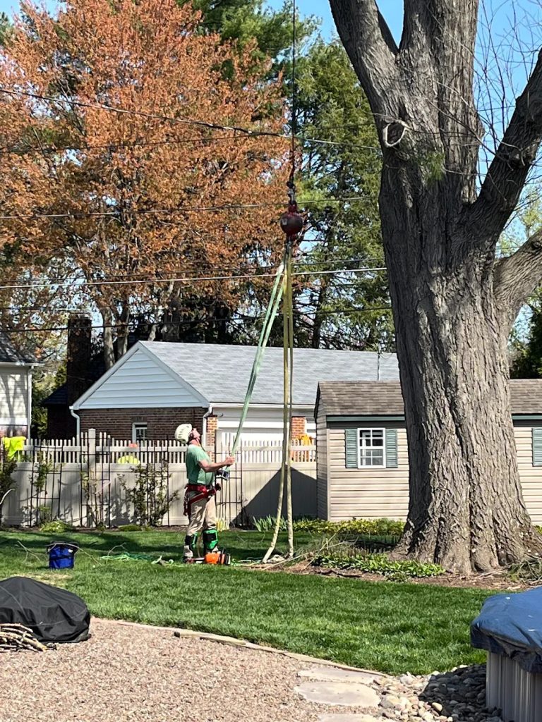 Tree Removal and Stump Grinding in Berks County