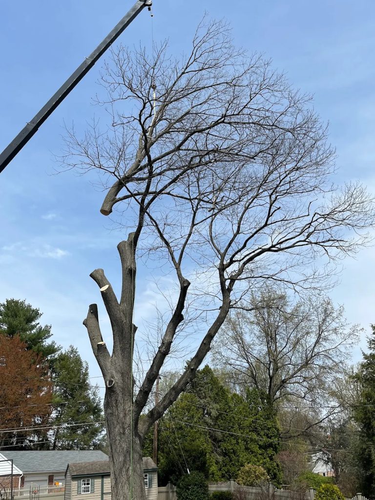 Tree Removal and Stump Grinding in Berks County