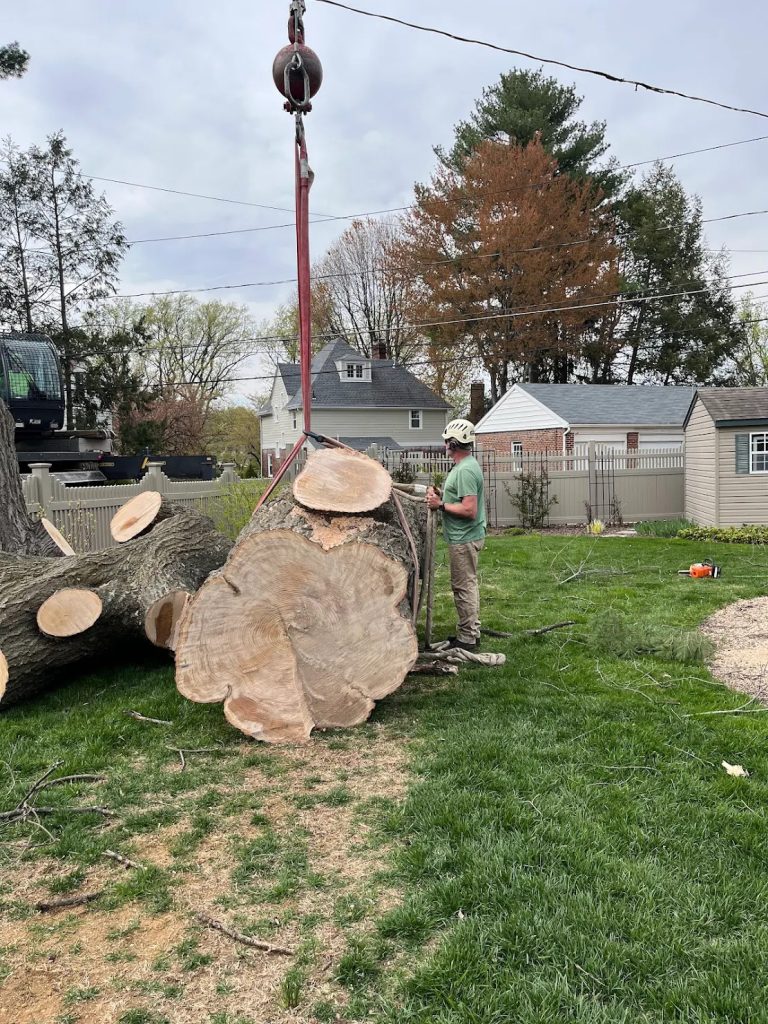 Tree Removal and Stump Grinding in Berks County, PA