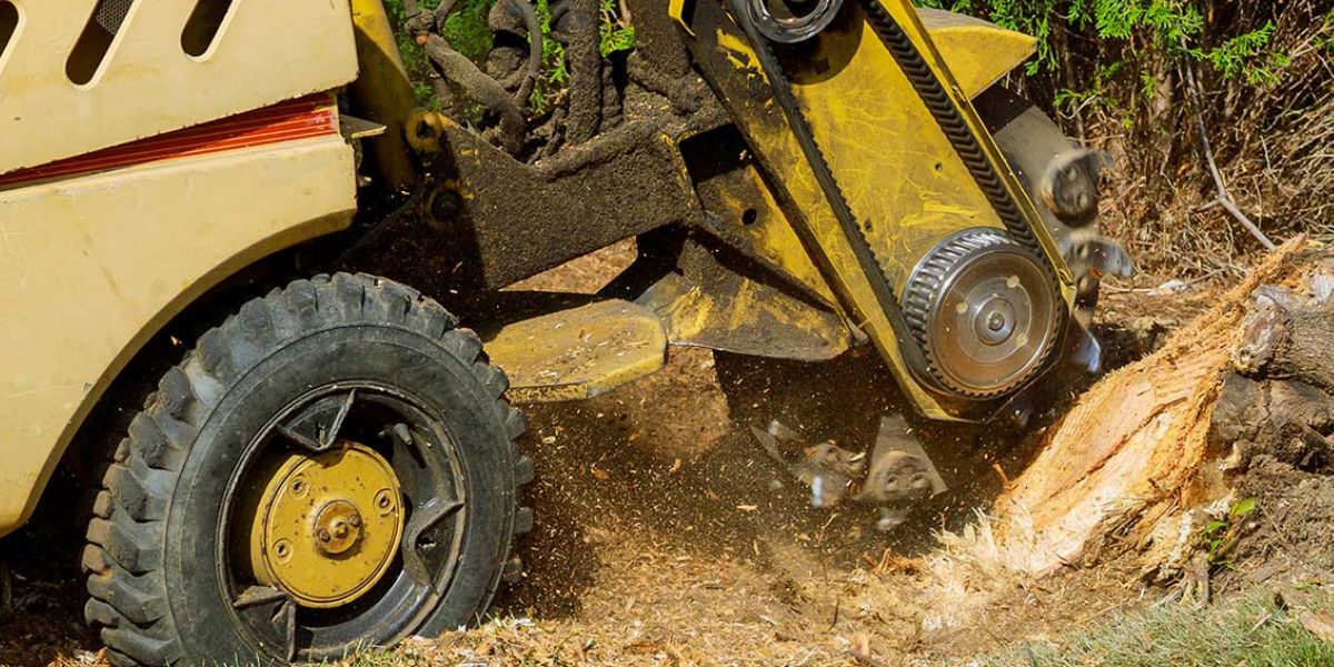 Tree stump being ground down by a stump grinder during a residential tree removal project, with wood chips flying as the stump is removed below ground level | How Long Does It Take to Grind a Tree Stump