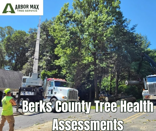 Tree Health & Root Care in Berks County