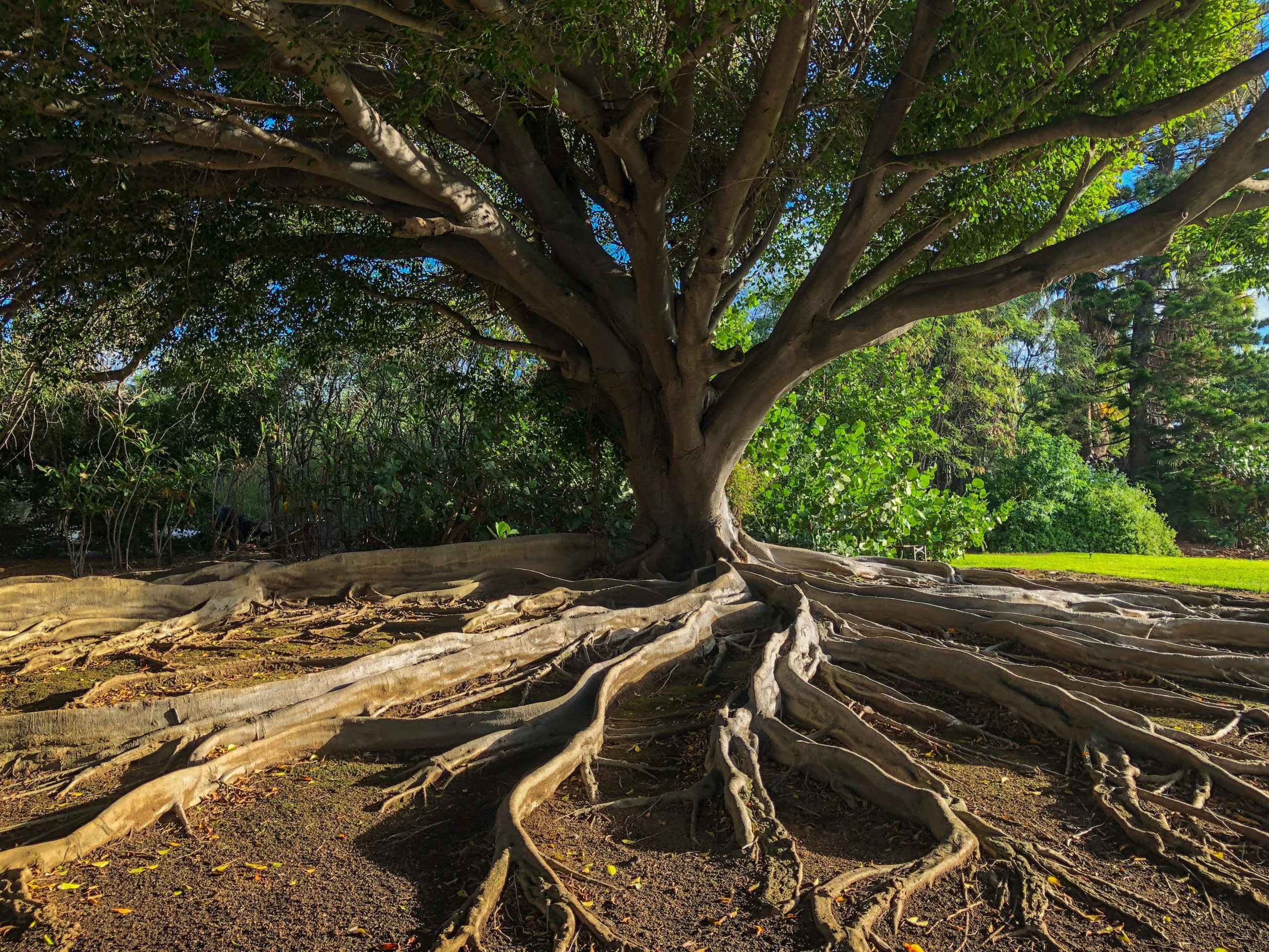 Tree Health & Root Care