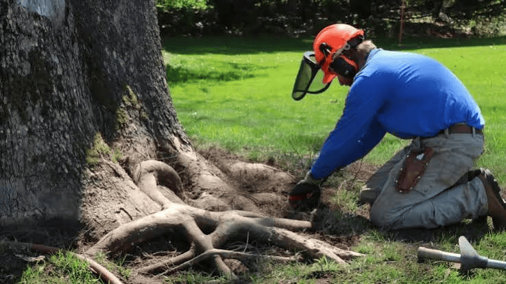 Why Choose ArborMax Tree Service for Tree Health & Root Care?