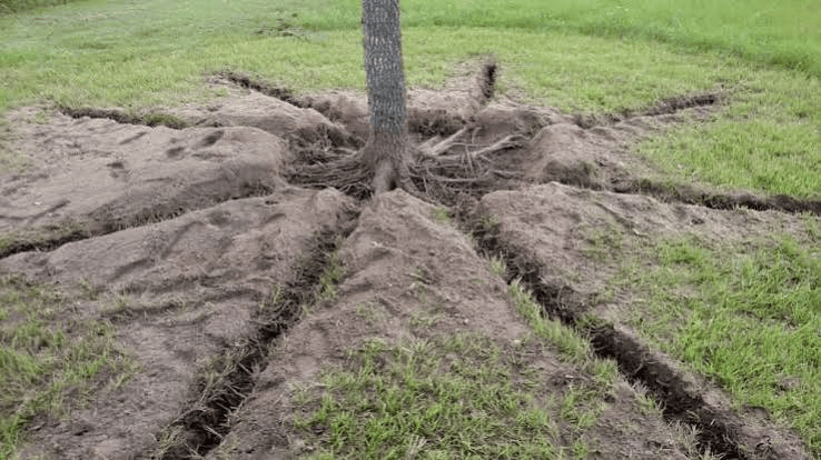 Root Collar Excavation