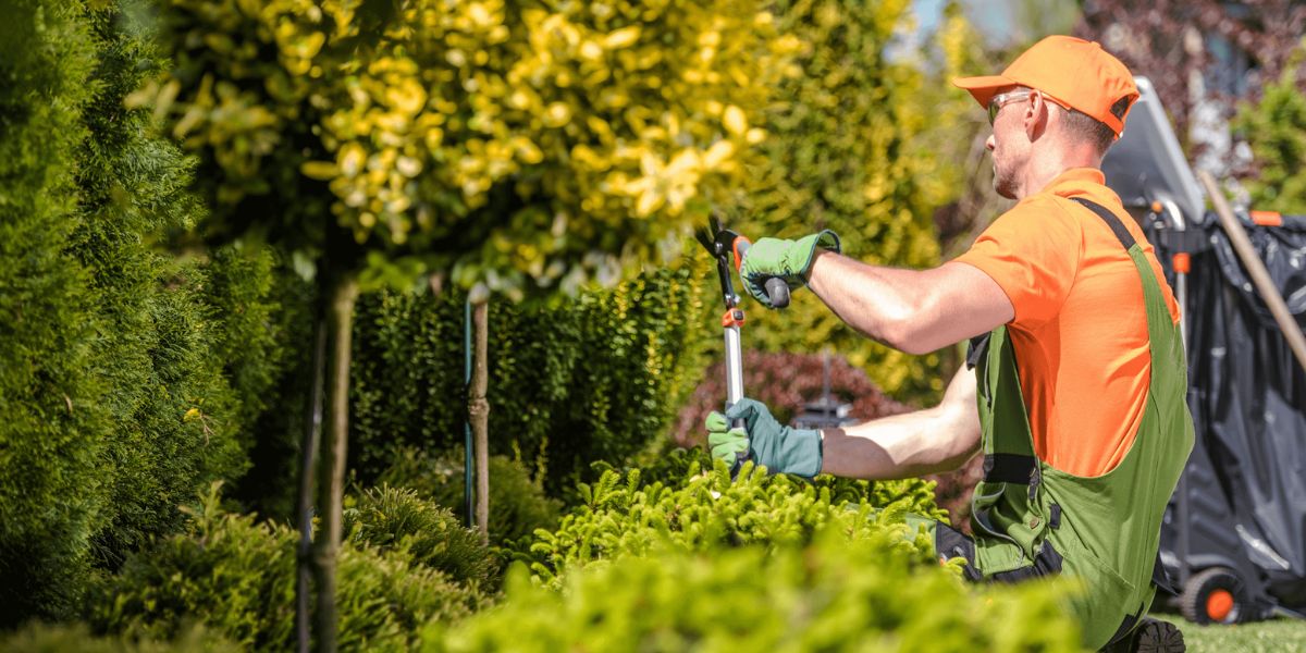 Arborist demonstrating the difference between tree trimming for appearance and tree pruning for tree health and structure | Tree Trimming vs. Pruning