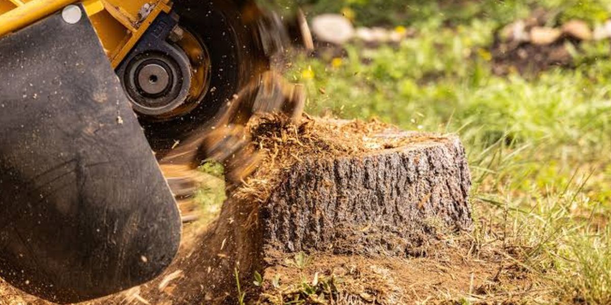 Fresh wood chips from stump grinding being spread as mulch around trees and garden beds | What to Do With Wood Chips After Stump Grinding
