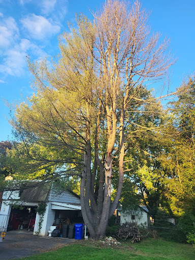Tree Removal in Fleetwood