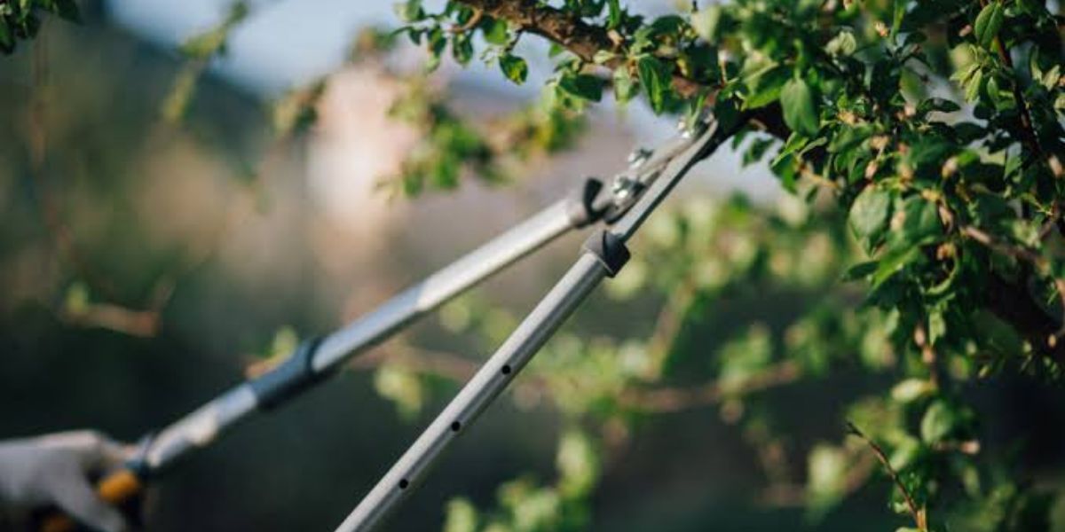Certified arborist trimming mature tree branches to promote healthy growth, improve safety, and maintain an attractive landscape | How Often to Trim Trees